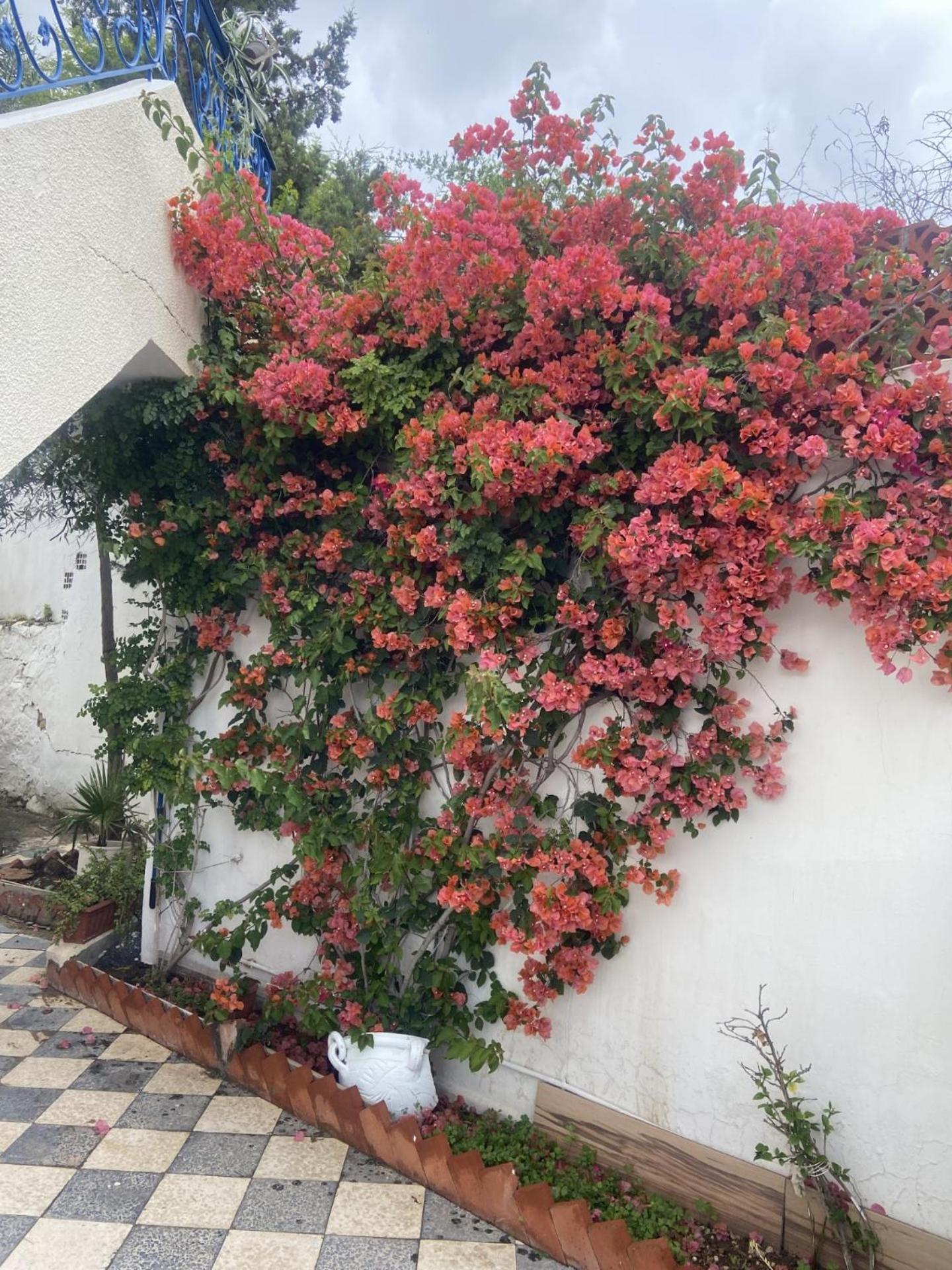 Maison A El Omrane . Tunis Eksteriør billede